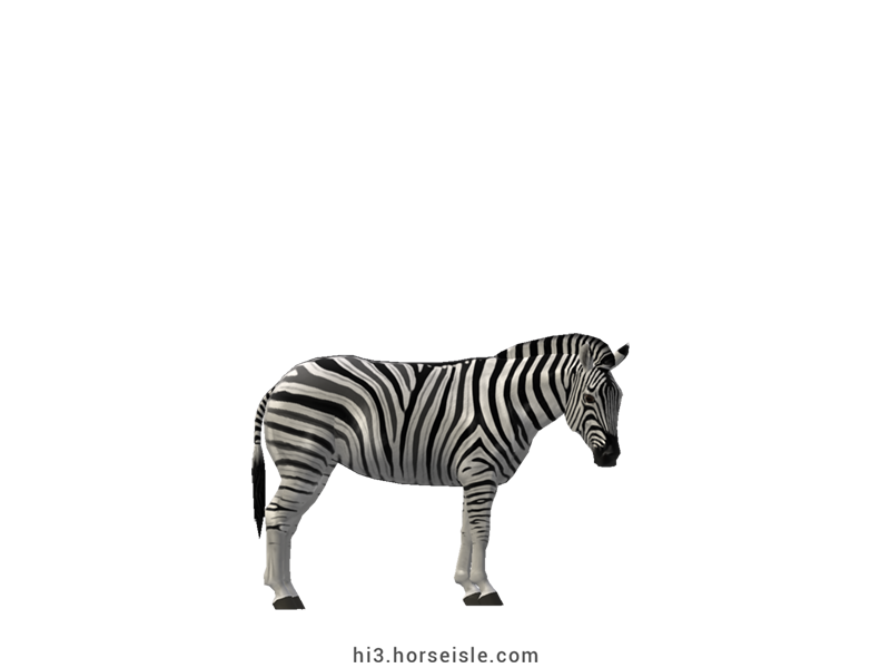 Burchell's Zebra White Striped Coat (normal view)